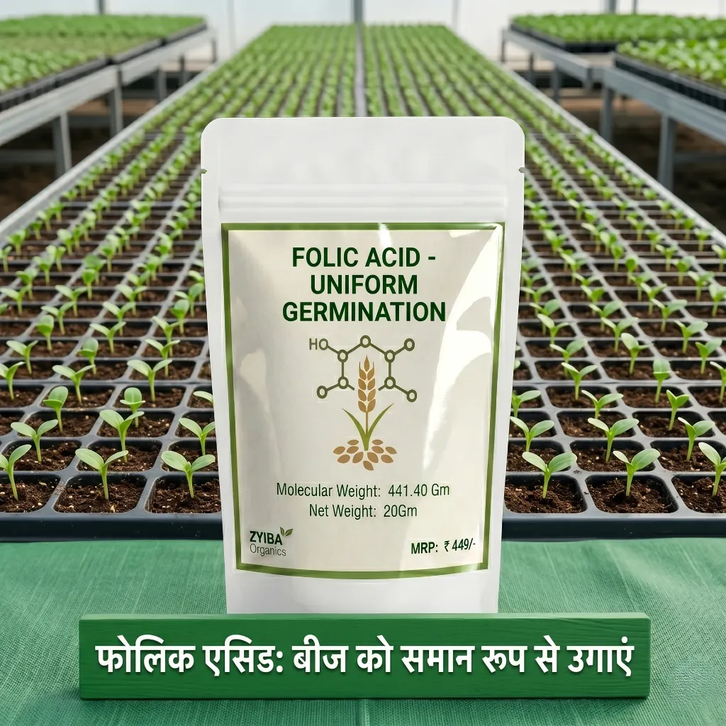 Folic Acid image 2.webp