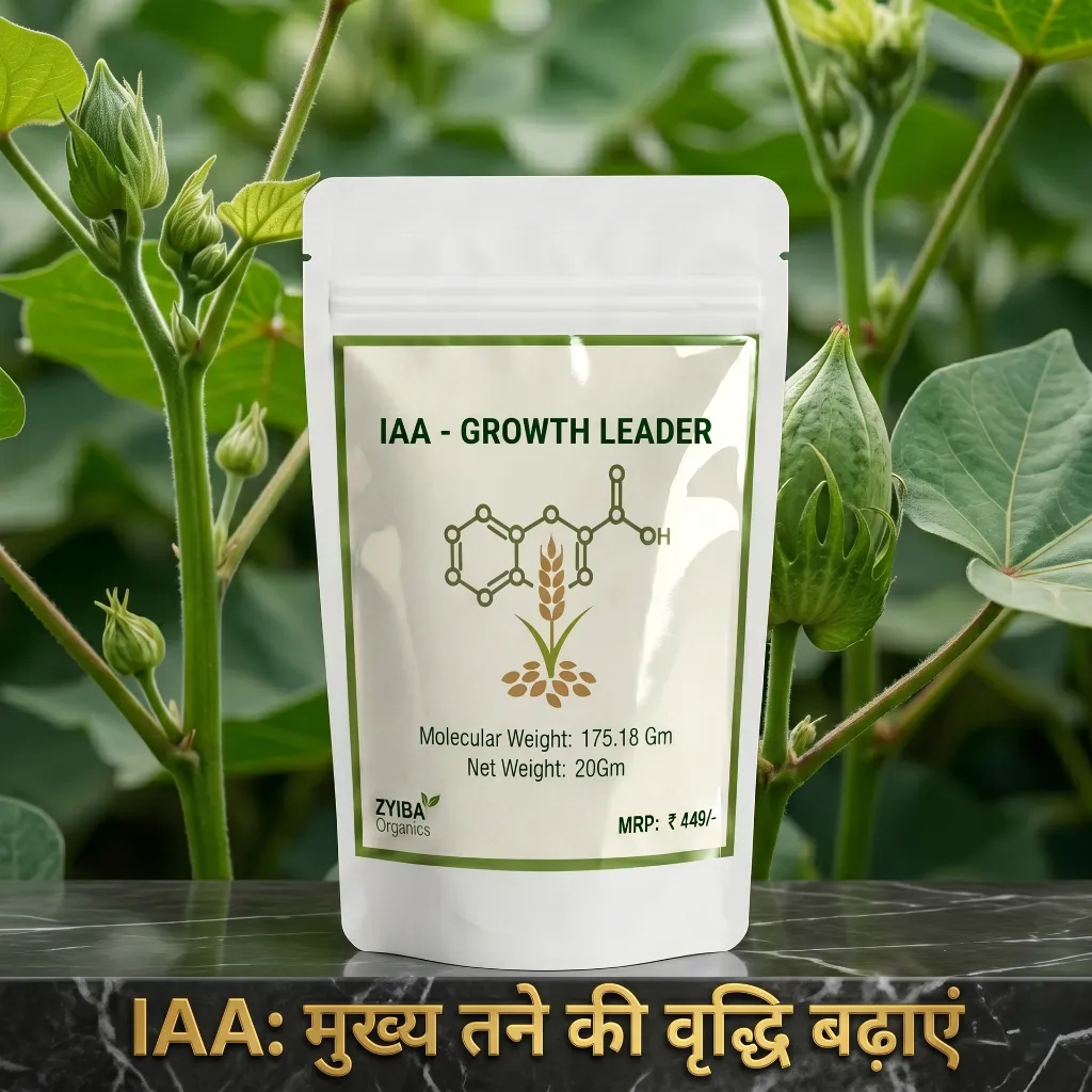 IAA image 4.webp