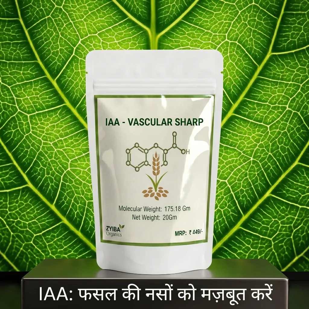 IAA image 3.webp