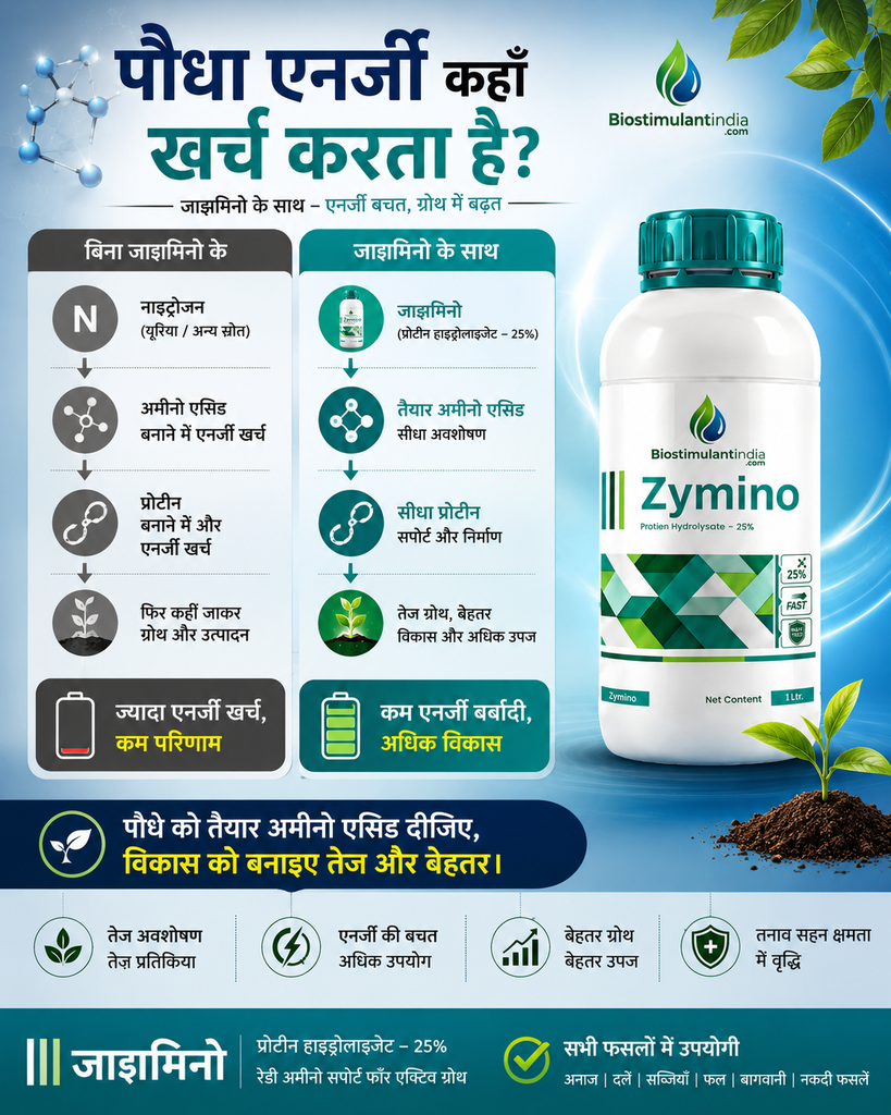 zymino web 2.webp