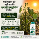 zymino ad 9.webp
