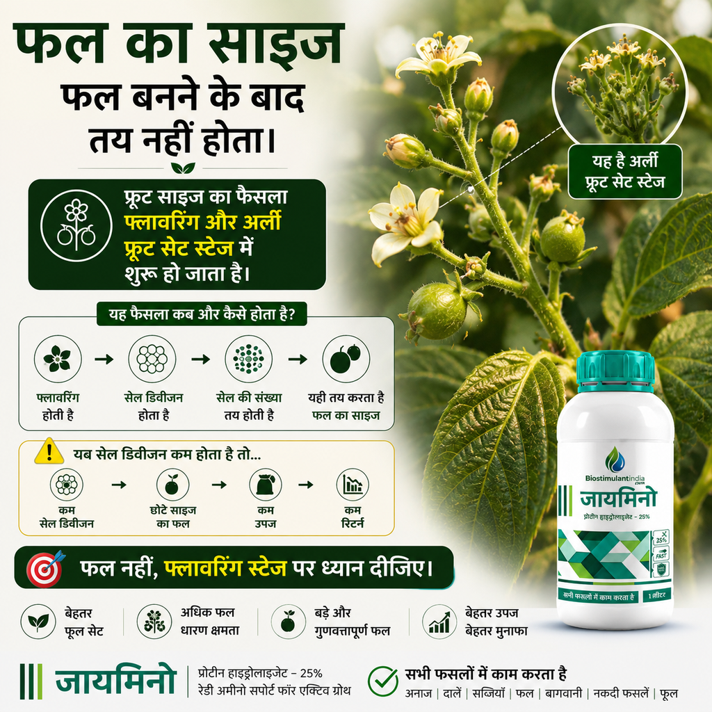 zymino ad 11.webp