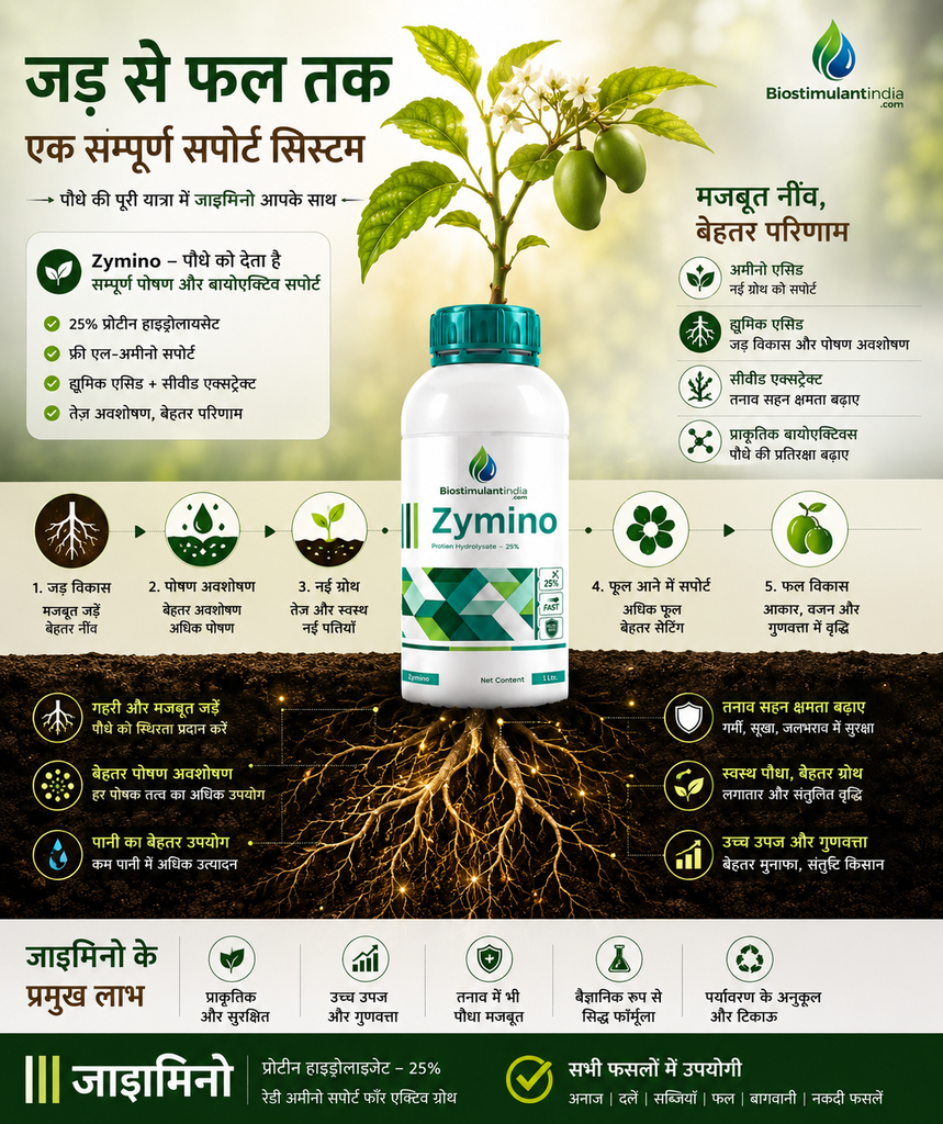 zymino web d.webp
