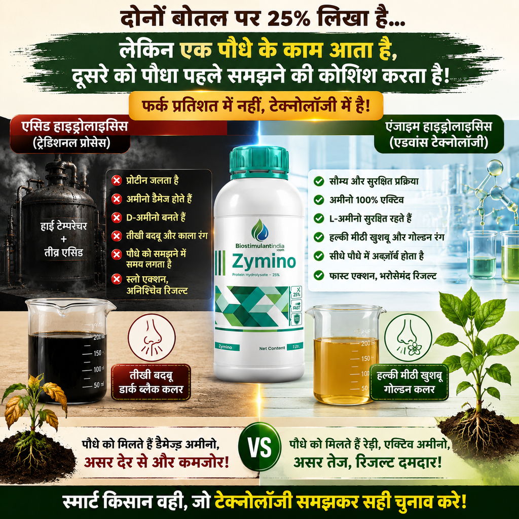 zymino ad 2.webp