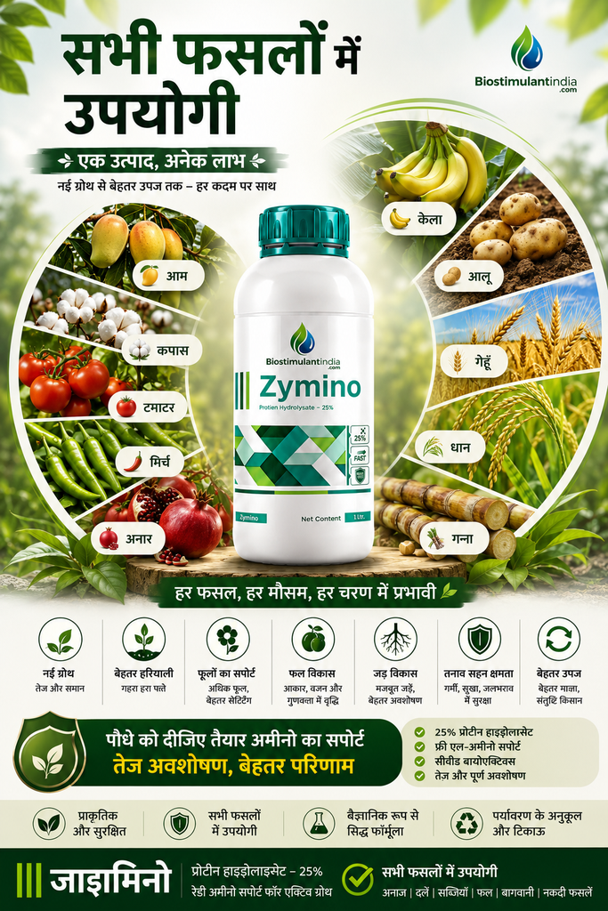 zymino web e.webp