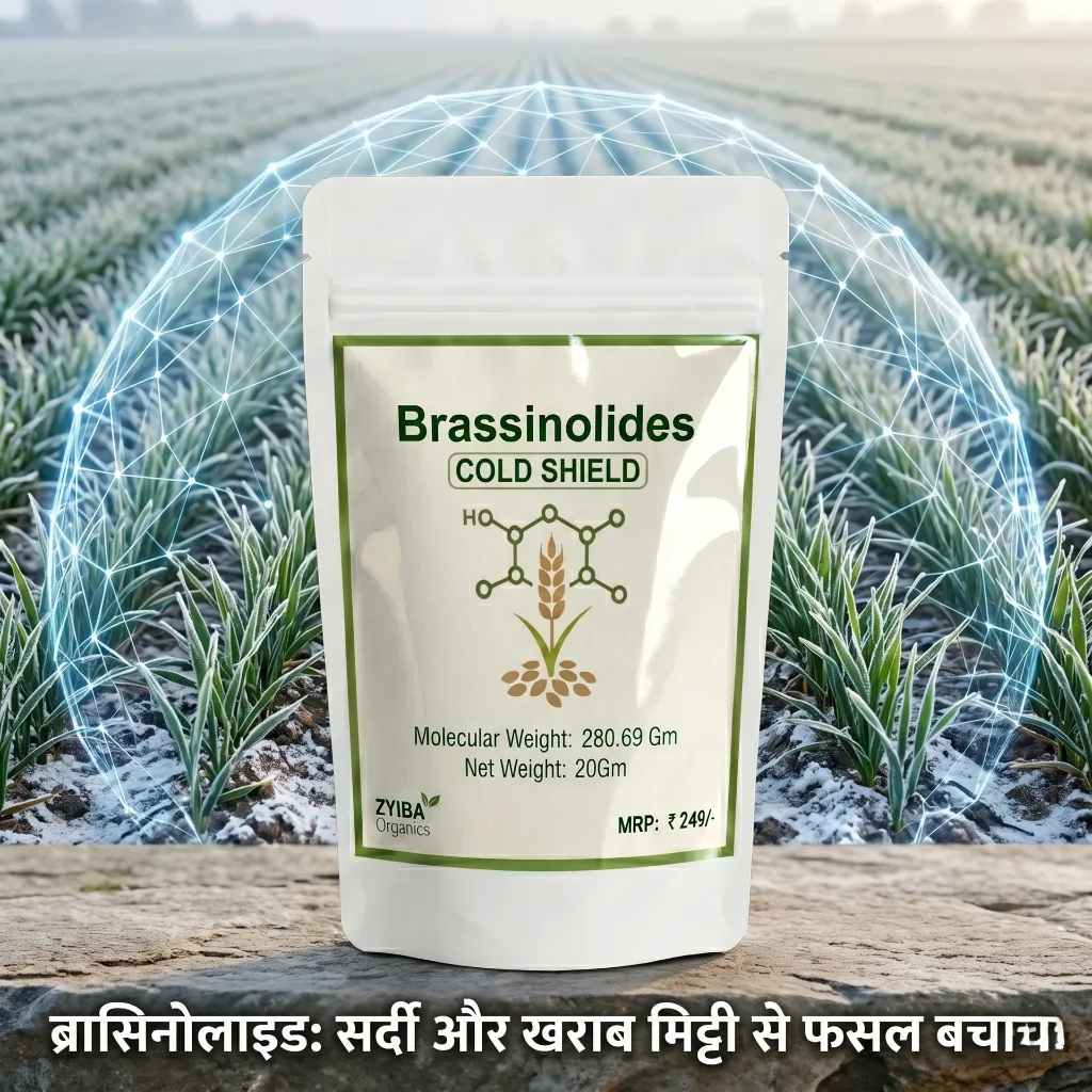 Brassinolide image 1.webp