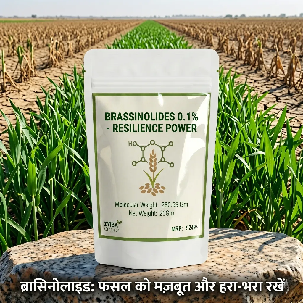 Brassinolide image 4.webp