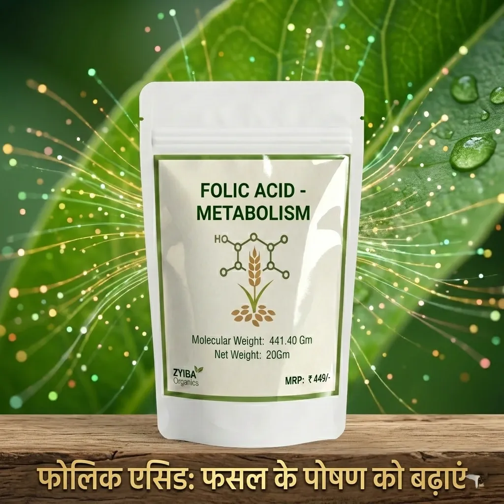 Folic Acid image 3.webp